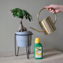Pokon Bonsai Voeding sfeer